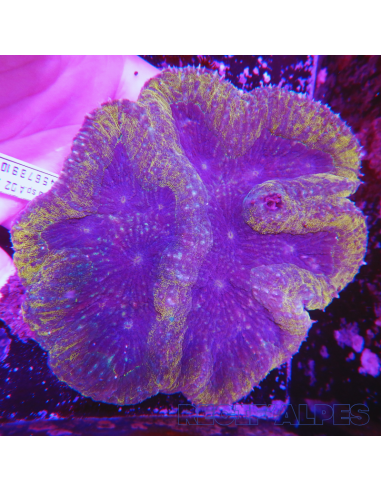 copia de copia de copia de copia de Lobophyllia spp