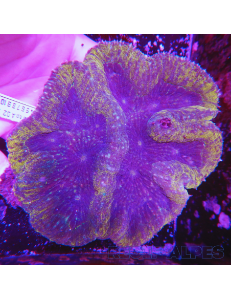 copia de copia de copia de copia de Lobophyllia spp