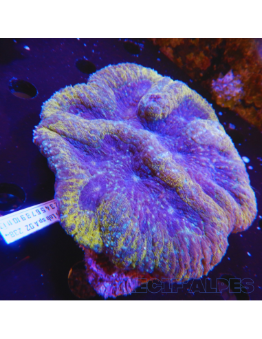 copia de copia de copia de copia de Lobophyllia spp