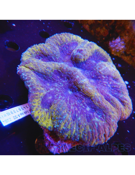 copia de copia de copia de copia de Lobophyllia spp