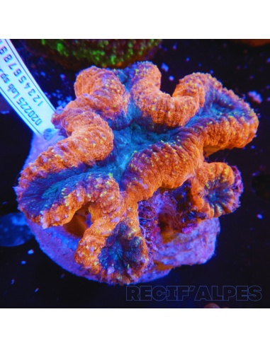 copia de copia de copia de copia de copia de Lobophyllia spp