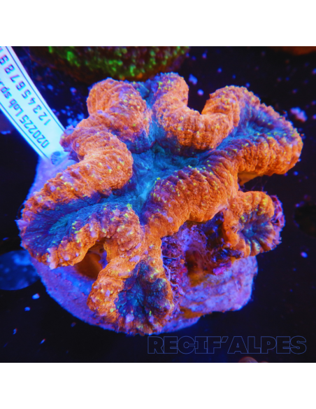 copia de copia de copia de copia de copia de Lobophyllia spp