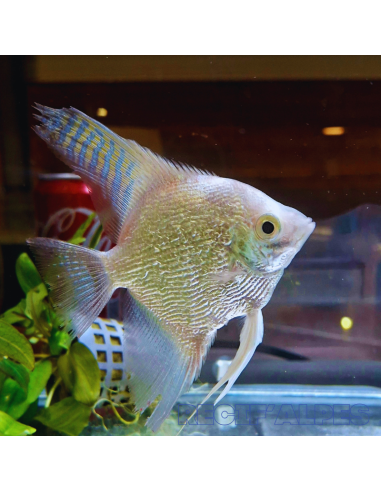 Pterophyllum Scalare Diamant