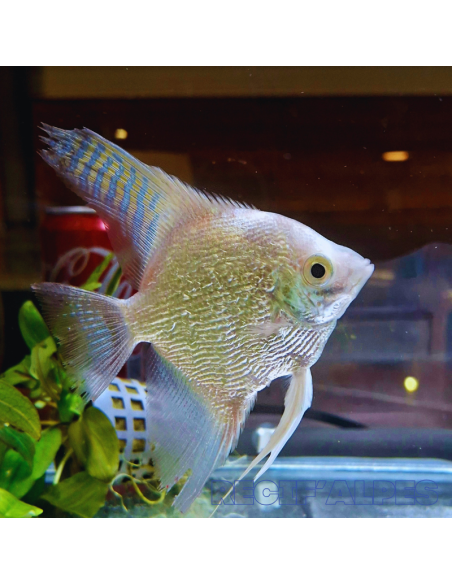 Pterophyllum Scalare Diamant