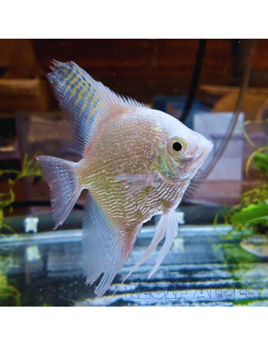 copia de PTEROPHYLLUM SCALARE PLATINUM SILVER