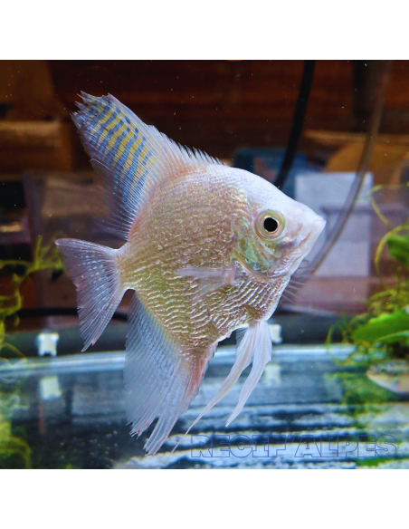 copia de PTEROPHYLLUM SCALARE PLATINUM SILVER