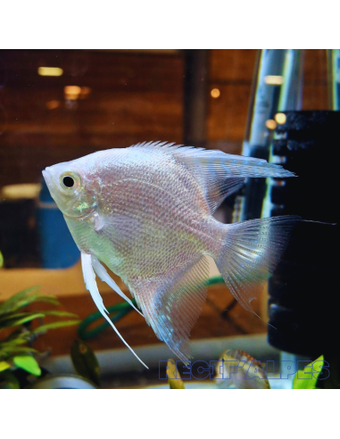 copia de PTEROPHYLLUM SCALARE PLATINUM SILVER
