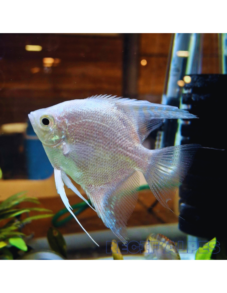 Pterophyllum Scalare Diamant