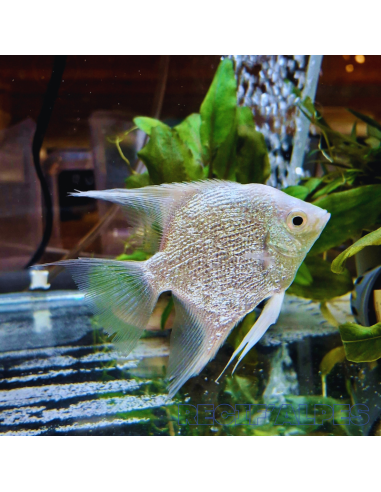 copia de PTEROPHYLLUM SCALARE PLATINUM SILVER