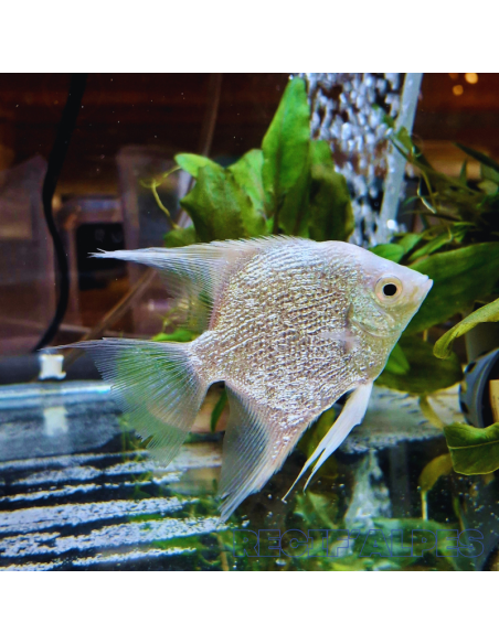Pterophyllum Scalare Diamant