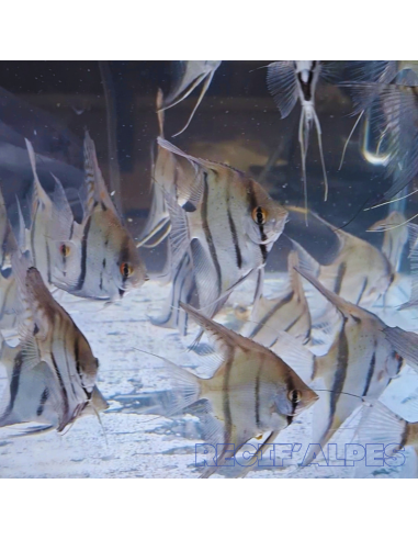 PTEROPHYLLUM SCALARE Rio Momon F1