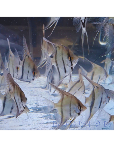 copia de PTEROPHYLLUM SCALARE AMAZONE