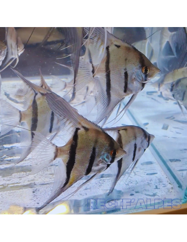 copia de PTEROPHYLLUM SCALARE AMAZONE