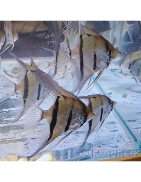 PTEROPHYLLUM SCALARE Rio Momon F1