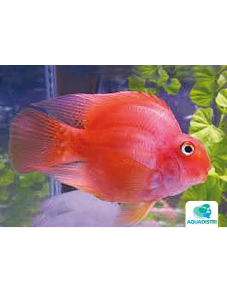 CICHLASOMA HYBRID BLOOD PARROT