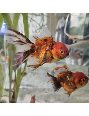 CARASSIUS AURATUS CALICO