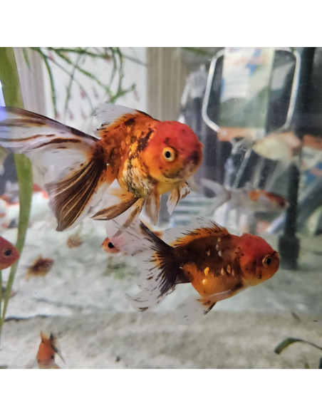 CARASSIUS AURATUS CALICO