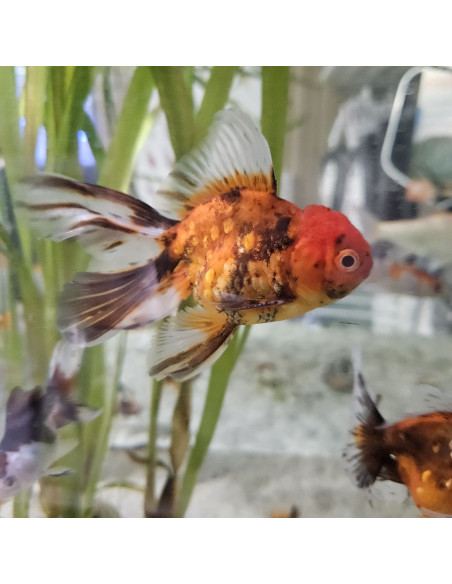 CARASSIUS AURATUS CALICO