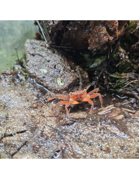GEOSESARMA RED HAGEN mâle | Récif Alpes