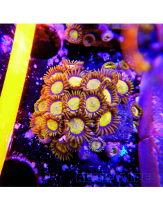 Zoanthus King Midas 2