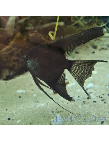 Scalaire noir voile - Pterophyllum scalare