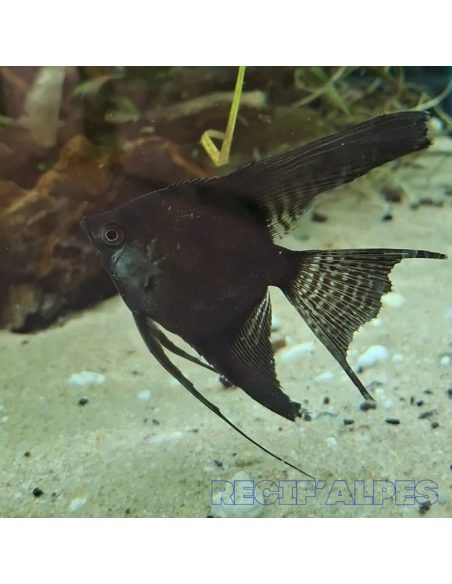 Scalaire noir voile - Pterophyllum scalare
