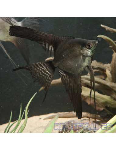 Scalaire noir voile - Pterophyllum scalare