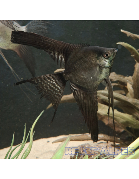 Scalaire noir voile - Pterophyllum scalare