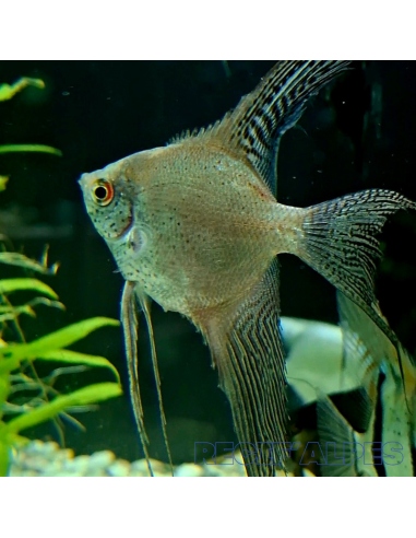 Pterophyllum Scalare Scalaire Léopard Voile