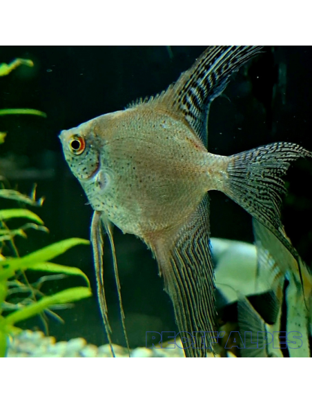 Pterophyllum Scalare Scalaire Léopard Voile