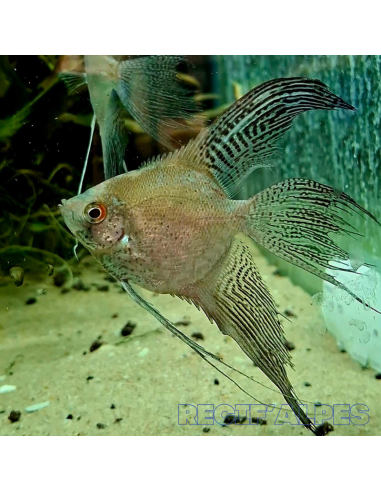 Pterophyllum Scalare Scalaire Léopard Voile