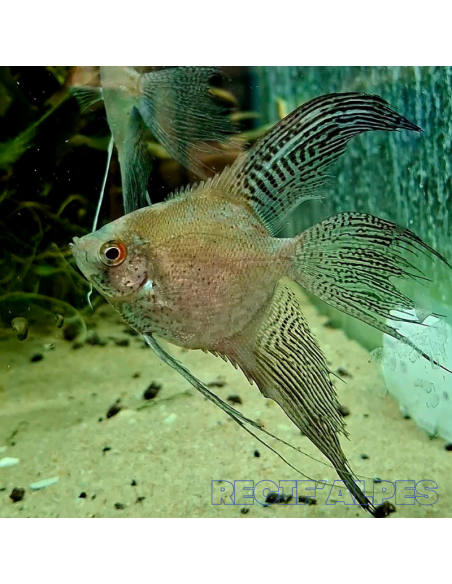 Pterophyllum Scalare Scalaire Léopard Voile