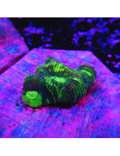 copia de Goniastrea Green Ultra 16
