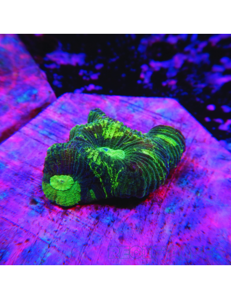 copia de Goniastrea Green Ultra 16