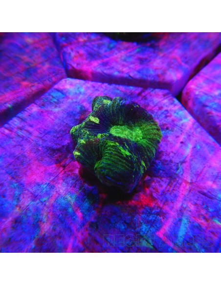 copia de copia de copia de Goniastrea Green Ultra 16