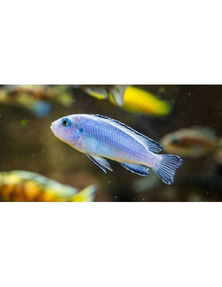 PSEUDOTROPHEUS SOCOLOFI