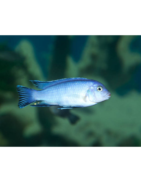 PSEUDOTROPHEUS SOCOLOFI