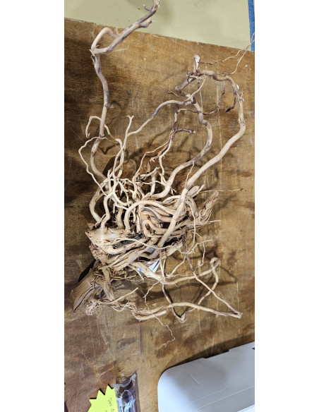 Racine legno dragon 60cm WYSIWYG | Récif Alpes