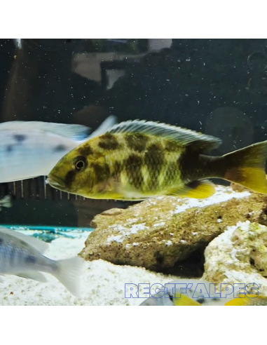 NIMBOCHROMIS VENUSTUS | Récif Alpes