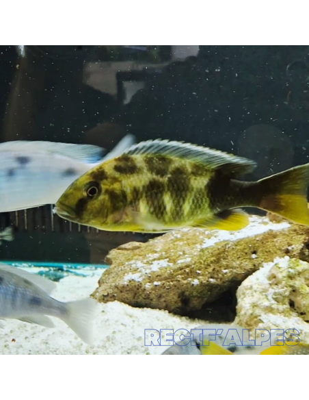 NIMBOCHROMIS VENUSTUS | Récif Alpes