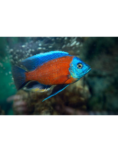 COPADICHROMIS BORLEYI RED FIN