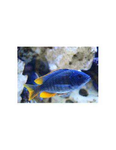 COPADICHROMIS BORLEYI RED FIN