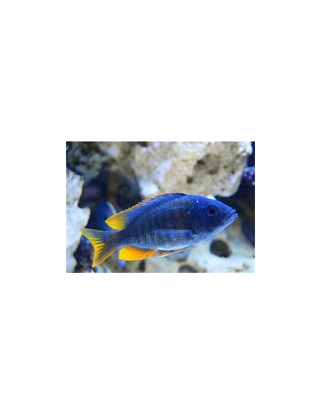COPADICHROMIS BORLEYI RED FIN