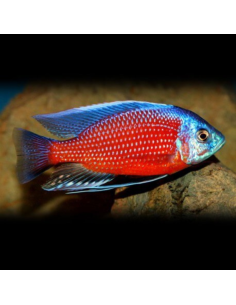 COPADICHROMIS BORLEYI RED FIN