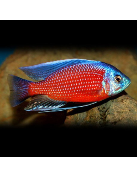 COPADICHROMIS BORLEYI RED FIN