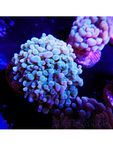 EUPHYLLIA PARANCORA (1h) n°1