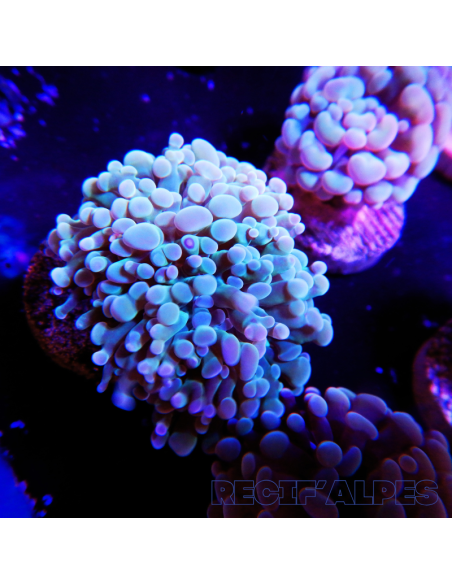 copia de copia de copia de EUPHYLLIA PARANCORA GOLD
