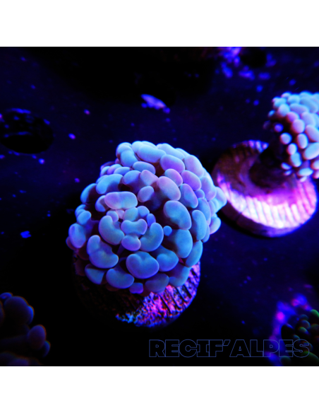 EUPHYLLIA PARANCORA (1h) n°2