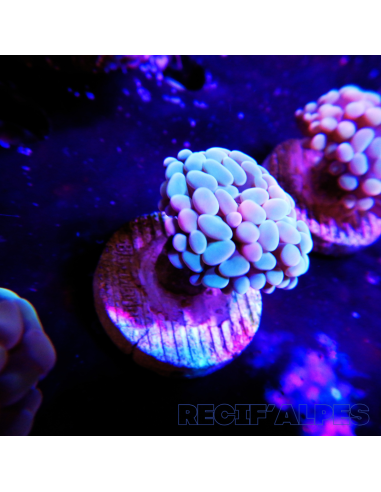 EUPHYLLIA PARANCORA (1h) n°3