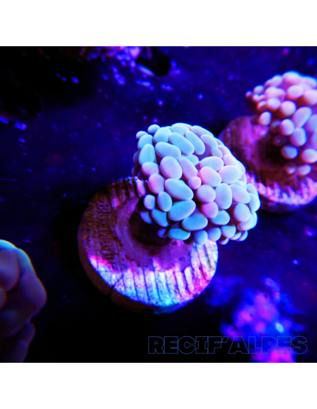 EUPHYLLIA PARANCORA (1h) n°3